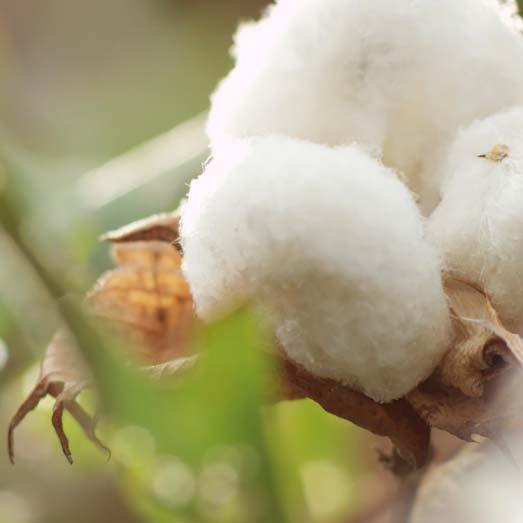 Raw materials Cotton: In 2013, introduced a three-year farmers training programme in Peru in partnership with Cotton Connect to: Increase farmers awareness of environmental challenges Support