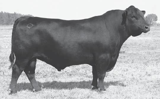 REFERENCE SIRES C Mytty n Focus Sire o Reerence Sire C GRAY S TRADITION466 Born: 01/30/2006
