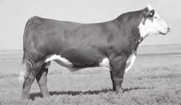 Consigned by GKB CATTLE CO.