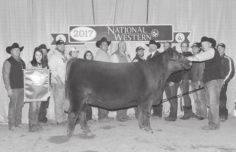 AHL BLACK ROSE 163Y Embryos AHL Rose 5087C Full sib of embryos selling 2017 NWSS Grand Champion Red Angus Female 89 AHL Black Rose 163Y Embryos BD: 3/19/11 RAA 1456926 Tattoo: 163Y Black (Red