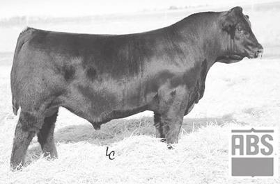 Proven Young SIMANGUS Cows 114 EGL Starbrite 115C BD: 2/18/15 AGA 1331883 Tattoo: 115C Double Black 1/4 SM 9/16 AN 3/16 GV Double Black MCC Daybreak MCC Daylite 0005 A G Miss In Focus 7302 CCR
