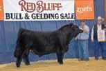He had a full brother sell for $8,000 last year as a higher seller at the Nebraska Cattleman s Classic, and another brother was recently crowned Reserve Champion Simmental at the Red