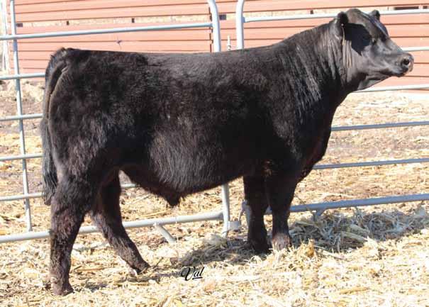 HOC Broker O C C Juanada 673N SVF Steel Force S701 JM BF H25 O C C Judge 679J O C C Juanada 818E Max asset is another of our favorite ½ bloods out of our deceased donor, 673N. She hit s on every calf.