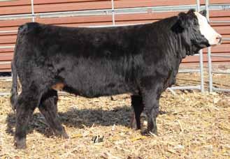She has raised both high selling heifers and bulls. This performance Lock N Load son will catch your attention. His flush mate sisters averaged over $7,000 last year.
