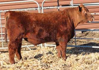 Lock N Load U213, Sire Herd Bull Prospects Fancy Open Heifers The Milestone X Perfection S603 mating has been one of our best.