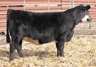 854E A R 345 Ideal 761C Ext One of the first born out of our new Angus donor, 807, from Lee Holtmeier at Advantage Angus, Camille is a beauty queen.