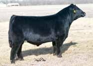 Sire: W/C Lock Down 206Z Date: 5-12-15 Est. Plan Mating EPDs: 19-3.35 65 107 12 19 51 * 11.05 Carcass: 28.65 -.14.48.01.