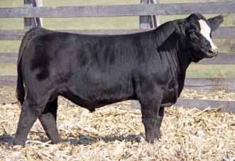 Sire: Hook s Yukon 80Y Date: 5-24-15 & 6-10-15 Est. Plan Mating EPDs: 11 1.35 73 103 12 18 54 25 8.8 Carcass: 32.4 -.41.29 -.06 1.