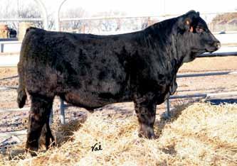 Plan Mating EPDs: 12.45 58 87 7 22 51 21 10.15 Carcass: 22.45 -.33.14 -.07.62 129 67 Pasture Sire: HILB Direct Deposit Dates: 7-1 to 8-20-15 X334 is an own daughter of the SS Empriss donor.