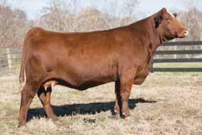 113 Selling 3 #1 Embryos: Sandeen Upper Class 2386 x Magnetic Lady W1 Sandeen Upper Class 2386 Mr. NLC Upgrade U8676 Sandeen Donna 7386 Magnetic Lady W1 CNS Dream On L186 SVF NJC Magnetic Ldy M25 Est.