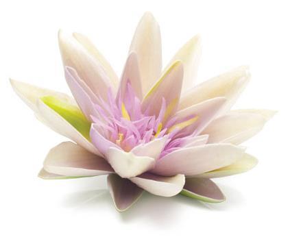 Water lily extract important for