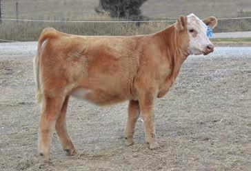 This one is as sound as a cat, has tons of depth of rib, is stout and square out of her hip, and has a front end the show ring desires.