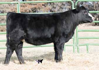 Ruth Ms. E84 1 Black Dbl. Polled 1/2 SM 1/2 AN ASA#3278014 BD: 2-24-17 Tattoo: E84 Adj. : 80 Adj. : 82 We might be crazy for selling this one for I truly believe she will be a tremendous cow.