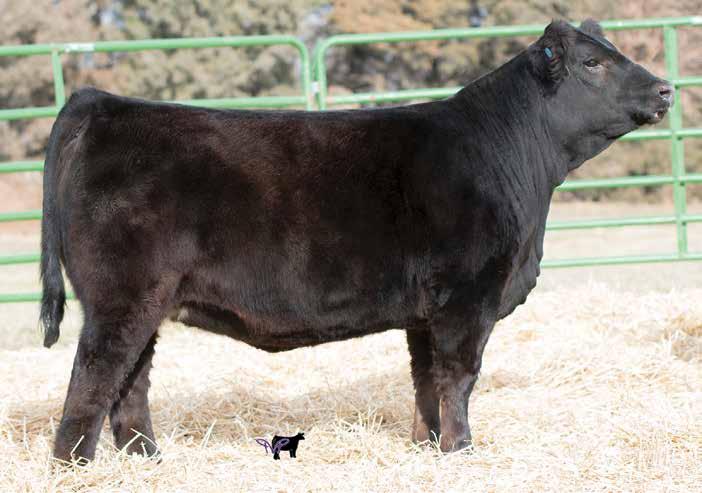 This heifer has a great disposition, halter broke and ready to show! Ruth Ms. E143 17 Black Baldy Dbl. Polled 1/2 SM 1/2 AN ASA#3334 BD: 3-2-17 Tattoo: E143 Adj. : 80 Adj.