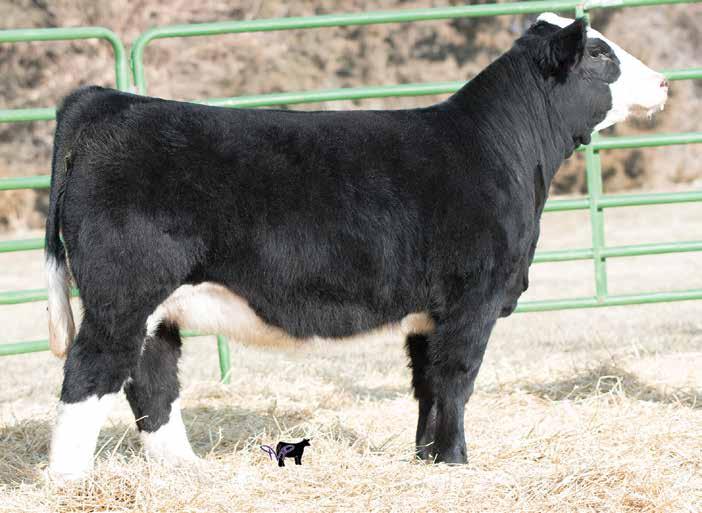 If you flip back to the bred section, you will see the quality in her half siblings, she is headed in the same direction. Halter Broke M 3.2 2 78.1 2 1 42 7 41.1 -.23.0 -.074.3 8 3 Ruth Ms.