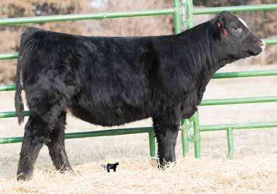 Ruth Ms. E2 22 Black Baldy Dbl. Polled Purebred ASA#3338 BD: 4-1-17 Tattoo: E2 Adj. : 80 Adj. : 38 This April heifer is one that gets me excited. Every day she gets better and better.