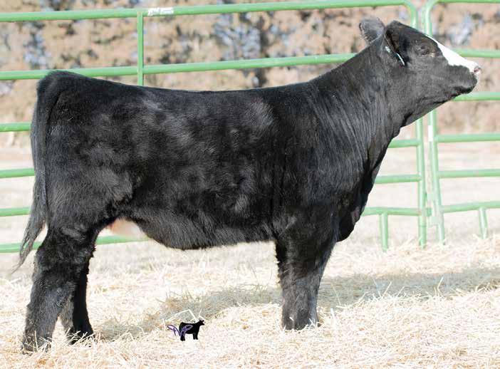 This is one of the first of The Judge calves we have offered and she sure is special. Halter broke. The Judge Mr. TR Hammer 308A ET Long s Foxy Lady Miss Conf Queen Mr.