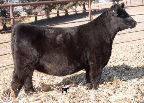 0 R B Active Duty 010, Sire JJR Delia Y00, Dam ONeills Delia 71, Maternal Grandam This female is thick and extremely long bodied.