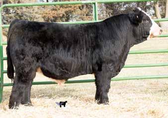 Herd Bull Prospects Miss Confide In Me, Dam Remington Lock N Load 4U, Sire Ruth Dory D3, Full Sister Selling as Lot 3 Ruth Mr. E43 27 Red Dbl.