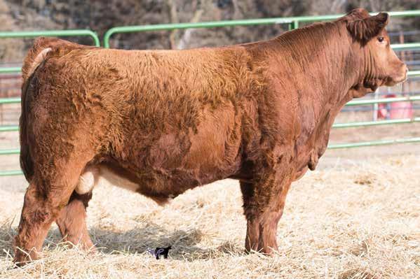 : 74 Remington Lock N Load 4U Miss Confide In Me Remington On Target 2S Bar1 Miss Knight 78E-1G SVF Steel Force S701 GCC 18 Out of all of the bulls in our offering, this bull has the most versatility.