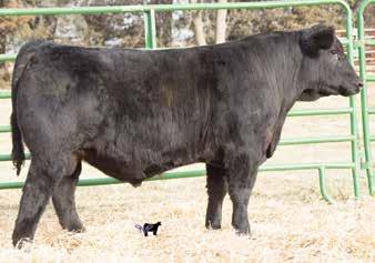 These two bulls are full sibs to our top selling bull last year. They are out of the proven pound bull upgrade who has done great things for the breed and our Angus donor who is now deceased.