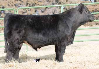 Mr. Confidence, Sire We love these double bred half blood bulls for their versatility and their extra vigor. This bull profiles extremely well and thrives when he is on the move.