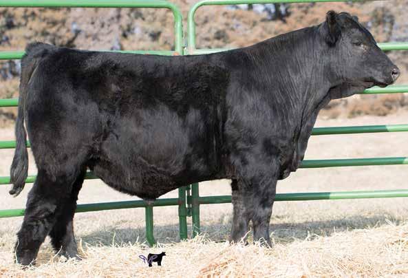 A 341 Remington Lock N Load 4U STF Onyx 41W Ellingson Legacy M22 Ruth U 4 E341 has been a standout since birth. He is out of one of our top producing young females who is one of our prettiest cows.