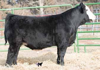 These two bulls are out of our top donor W83. For the past 4 years, she has had sale toppers in the open and bred heifer divisions.
