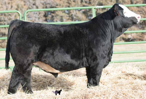 These two brothers are very similar in their overall design and are very correct in their structure. These are some of the best bulls we have ever offered.