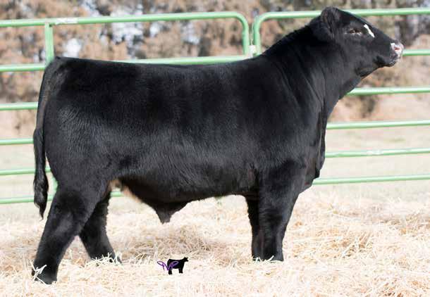 Whether you are keeping heifers or selling steers, these guys will sire money making, scale crushers. 40A BREEDER: Naber Farms Nabe Stockman E37 Black Dbl.