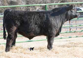 70 108 4 He is a very cool made blazed faced bull out of The Judge. His dam has raised some high dollar heifers in the past on this sale.