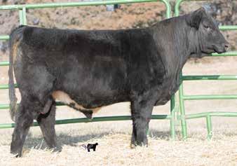 A maternal sibling demanded $7,00 for us on the 201 sale. His sire was our pick from James Felt s bull sale and has done a great job for us. This bull will put pounds on your calves.