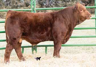 This bull is already a proven winner and is sure to add eye appeal to your calf crop. BREEDER: Naber Farms Nabe Stockman E3 44 Homo.
