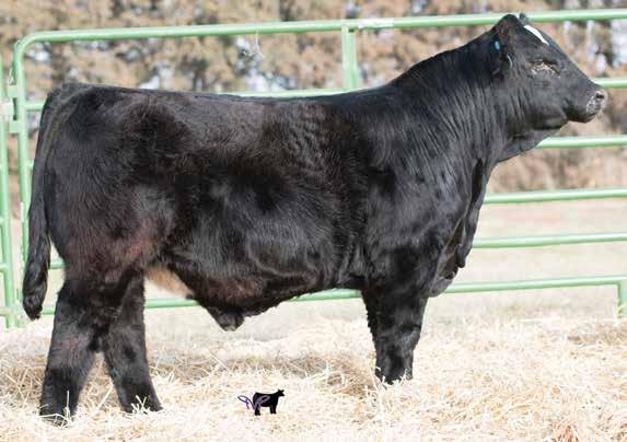 Pridemere R K 28, Grandam Ruth Ms. D30, Full Sibling This bull has been special since the day he hit the ground.