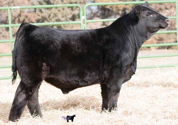 His dam has a good one for us every year with last years calf being one of our top heifers. Top to bottom, this bull has the pedigree to raise bulls or heifers. Ruth Mr. E30 47 Black Star Homo.