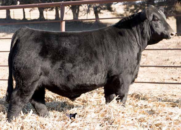The dam of these bulls is a full sister of Resource, Recharge and Heritage. She is the number one Rito 707 daughter in the breed for and.