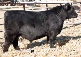 Their sire, R B Active Duty has the power, stature, eye appeal and thickness with the kind of capacity demanded today. His progeny have been topping production sales around the country.
