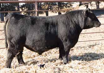 7027 is a stylish bull with thickness and large girth. He ll also be a calving ease bull. JJR Active Duty 788 0 AAA#18847888 BD: 1-23-17 Tattoo: 788 Adj. : 82 Adj.