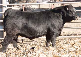 ease. He is a full brother to one of the top selling bulls in last year s sale. His dam sells as Lot 77. D M +4 +2. + +110 +8 +1 JJR Rito -787 3 AAA#18847883 BD: 2-10-17 Tattoo: 787 Adj. : 8 Adj.