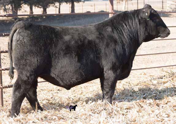 Tremendous bull, long bodied and thick. Easy calving. His dam is a daughter of the great SAV Blackcap May 413, one of the most prolific and influential cows in SAV history, producing over $8.