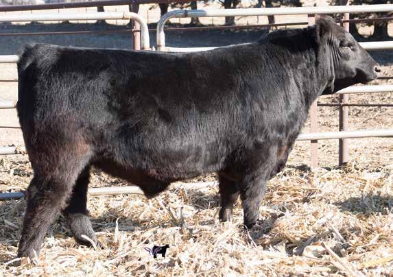 All of those traits put him in the top 10% of current sires for those specific EPDs. His calves are long spined, great fronted, deep sided and sound.