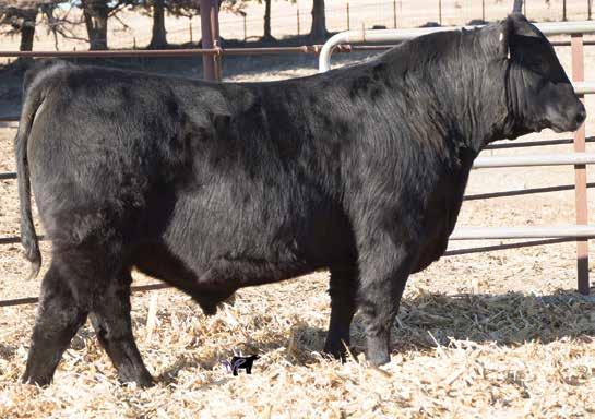 His sire is an industry giant that stamps his progeny with tremendous growth with the top bull at the 201 Midland Bull Test.