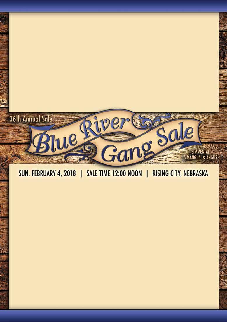 3th Annual Blue River Gang Sale - Rising City, Nebraska Sale Schedule Saturday, February 3rd: Cattle on display :00 Noon-:00 pm Sunday, February 4th: 3th Annual Blue River Gang Production Sale :00