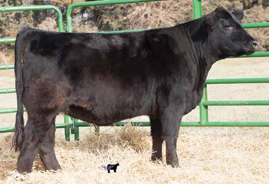 S D S In Force 1Y, Sire CCR Boulder 133A, AI Sire It can be a challenge to find a heifer that has an EPD profile like this, an outcross pedigree, and this much eye appeal all in one package.