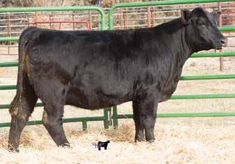Mr. Confidence, Sire Lots 0-1 CAJS Blaze Of Glory, AI Sire Lots 0-1 We are very fortunate to be able to own a bull like Mr. Confidence. What he has done for our program is tremendous.