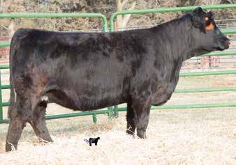 This may be one of the best bred heifers we have ever offered. Last year, her full sister demanded $7,00. She has two full sibs on this year s sale as Lots 1 and 27, and a maternal sister in Lot 2.