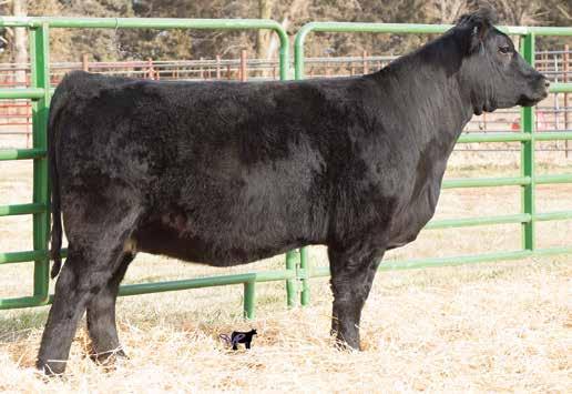 To top it off, she has a purebred Bettis heifer calf at her side! Ruth Ms. D8, $7,00 Full Sister Remington Lock N Load 4U, Sire Triple C Bettis S72J, AI Sire Ruth Dory D3 3 Black Dbl.