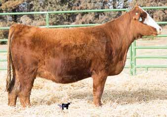We felt that one area we needed to add higher quality to in our sale offering was our bred heifer division.