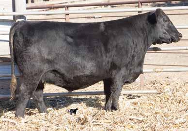 She is a daughter of SAV Emblynette 720, probably last one produced. She is the foundation dam of SAV International and SAV Mustang, also 24 daughters are retained in the Schaff herd as of 201.