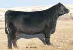 07 +13 +2 JJR Delia Y00, Dam ONeills Delia 71, Grandam Super broody young cow with a tremendous pedigree. Her dam is our donor JJR Delia Y00.
